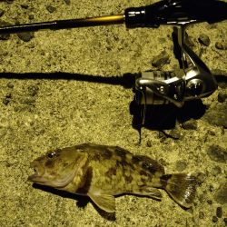 ガシラをあえて狙ってみた